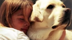 Cum nu poate actraga câinele: acțiuni interzise pentru orice proprietar